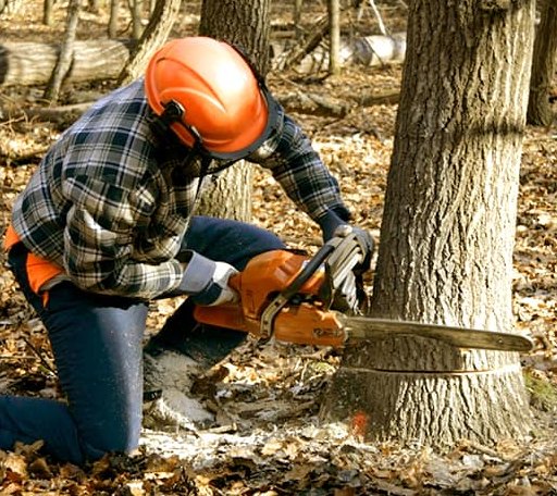 Tree Removal in Tilton, NH